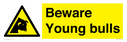 beware-young-bulls~
